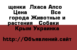 щенки  Лхаса Апсо › Цена ­ 20 000 - Все города Животные и растения » Собаки   . Крым,Украинка